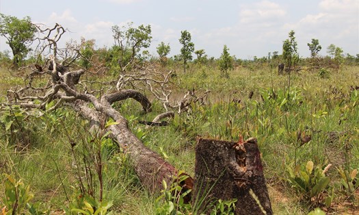 Một vụ phá rừng ở vùng biên giới Đắk Lắk. Ảnh: Minh Thông