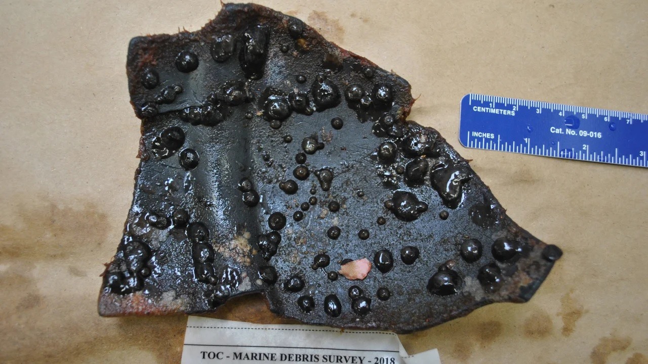 Phát hiện hệ sinh thái trên những mảnh nhựa xung quanh vòng xoáy rác Thái Bình Dương. Ảnh: Viện Nông nghiệp và Thực phẩm Mỹ