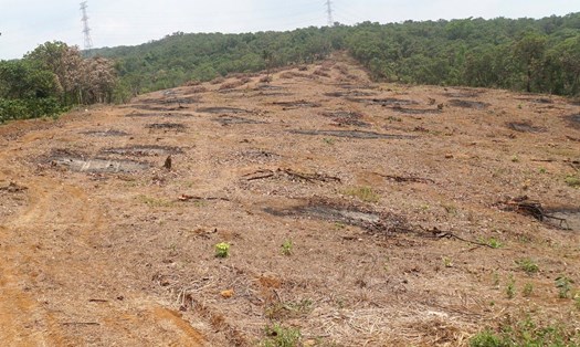 Nhiều diện tích cây điều đã được nông dân Đắk Nông chặt bỏ. Ảnh: Bảo Lâm