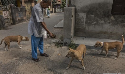 Chó hoang ở Kolkata, bang Tây Bengal, Ấn Độ. Ảnh: Xinhua