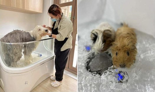 Các liệu pháp spa cho thú cưng như chó và chuột lang là sản phẩm và dịch vụ thú cưng mới đang ngày càng phổ biến ở Singapore. Ảnh: Grooming Angels