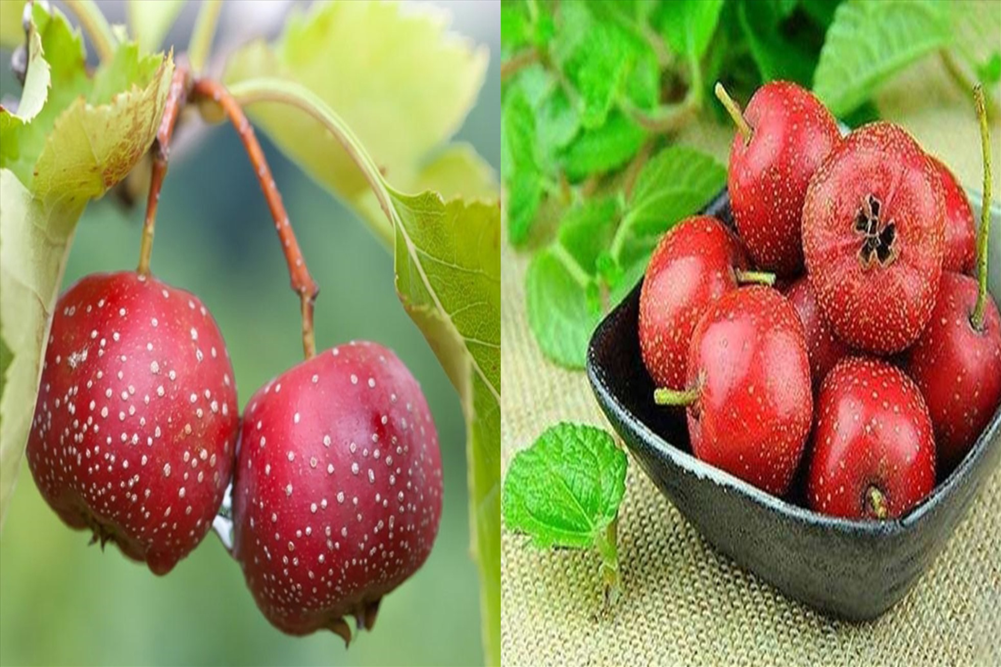 Táo gai là một loại trái cây có tác dụng làm thuốc rất tốt, tốt cho đường huyết. Đồ hoạ: Hạ Mây