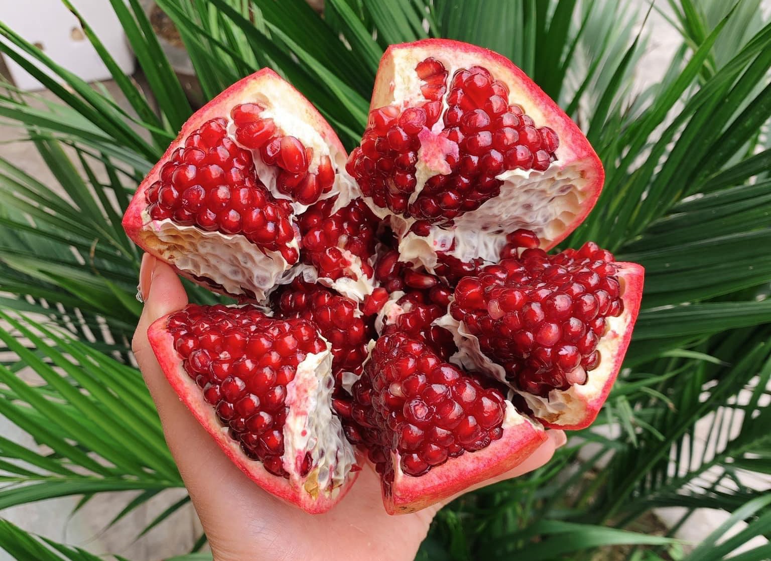 Ăn lựu đúng cách có thể hỗ trợ giảm cân. Ảnh: Phạm Thu Thủy