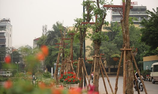 Quận Tây Hồ thay thế hàng nhãn bằng cây giáng hương ở phố đi bộ Trịnh Công Sơn. Ảnh: Hữu Chánh