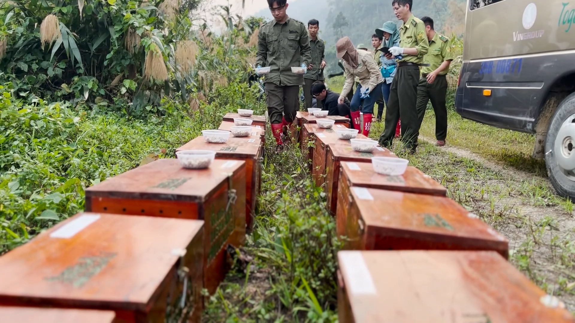 15 cá thể tê tê Java quý hiếm được Trung tâm Bảo tồn Động vật hoang dã tại Việt Nam phối hợp với Vườn quốc gia Cúc Phương (Ninh Bình) và Vườn quốc gia Pù Mát (Nghệ An) tái thả về tự nhiên. Ảnh: Diệu Anh