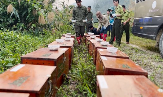 15 cá thể tê tê Java quý hiếm được Trung tâm Bảo tồn Động vật hoang dã tại Việt Nam phối hợp với Vườn quốc gia Cúc Phương (Ninh Bình) và Vườn quốc gia Pù Mát (Nghệ An) tái thả về tự nhiên. Ảnh: Diệu Anh