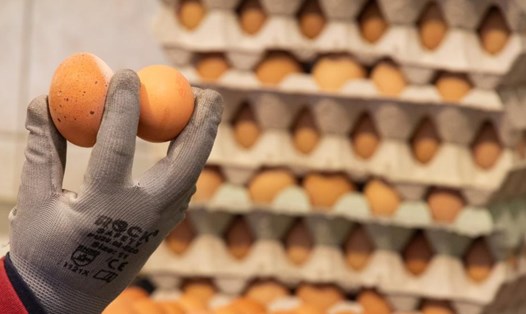 Ba Lan tính cấm nhập khẩu trứng và các loại thực phẩm khác của Ukraina. Ảnh: Xinhua