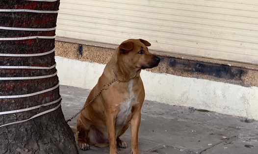 Chó xích ngoài đường phố ở Hà Nội nhưng không đeo rọ mõm. Ảnh: Phạm Đông