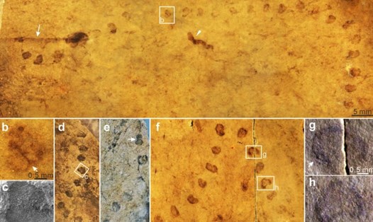 Mẫu vật Horodyskia được khai quật ở Trung Quốc có "chuỗi hạt" đặc trưng cho loại hóa thạch này. Ảnh chụp màn hình
