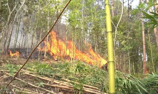 Do đốt cây cỏ khi đi tảo mộ khiến hơn 6 ha rừng bị cháy.