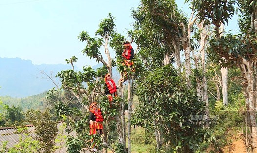 Những cây chè Shan tuyết cổ trên vừng cao Hồng Thái (Na Hang, Tuyên Quang). Ảnh: Nguyễn Tùng