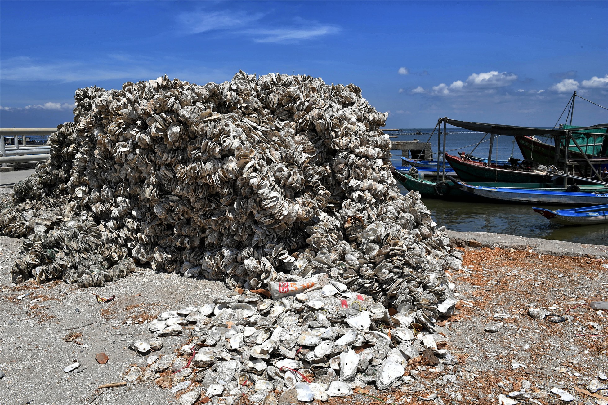 Đống vỏ hàu ngay bên bờ biển.
