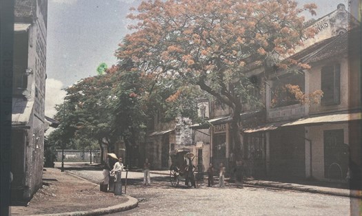 Cây phượng vĩ trên phố Bát Sứ, Hà Nội qua ống kính nhiếp ảnh gia Leon Busy. Ảnh: Chi Trần.