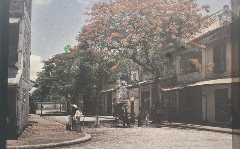 Cây phượng vĩ trên phố Bát Sứ, Hà Nội qua ống kính nhiếp ảnh gia Leon Busy. Ảnh: Chi Trần.