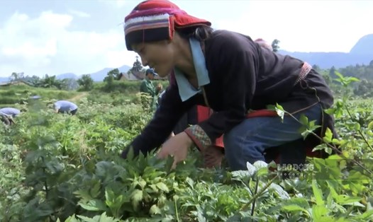 Người Dao ở huyện Quản Bạ đã trồng và chế biến dược liệu từ nhiều đời nay. Ảnh: Nguyễn Tùng