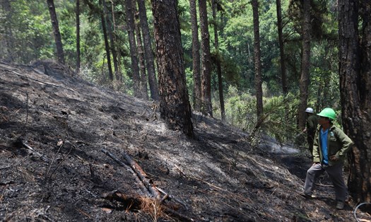 Một cảnh cháy rừng ở Lâm Đồng. Ảnh: Hữu Long