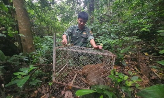 Động vật hoang dã được cứu hộ và phục hồi tập tính trước khi trả về môi trường tự nhiên. Ảnh: VQG Phong Nha - Kẻ Bàng