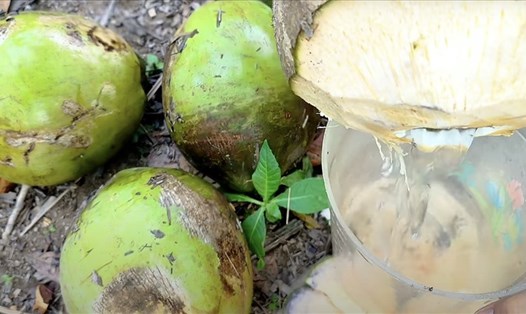 Đối với người bị cao huyết áp, nếu uống nước dừa thường xuyên sẽ ảnh hưởng lớn đến sức khỏe cơ thể. Ảnh: Hương Sơn