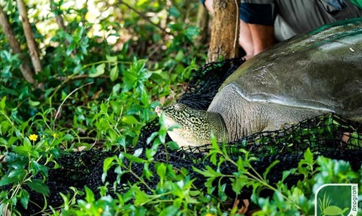 Cá thể rùa mai mềm được cho là rùa Hoàn Kiếm đã chết ở hồ Đồng Mô. Nguồn ảnh: ATP/IMC