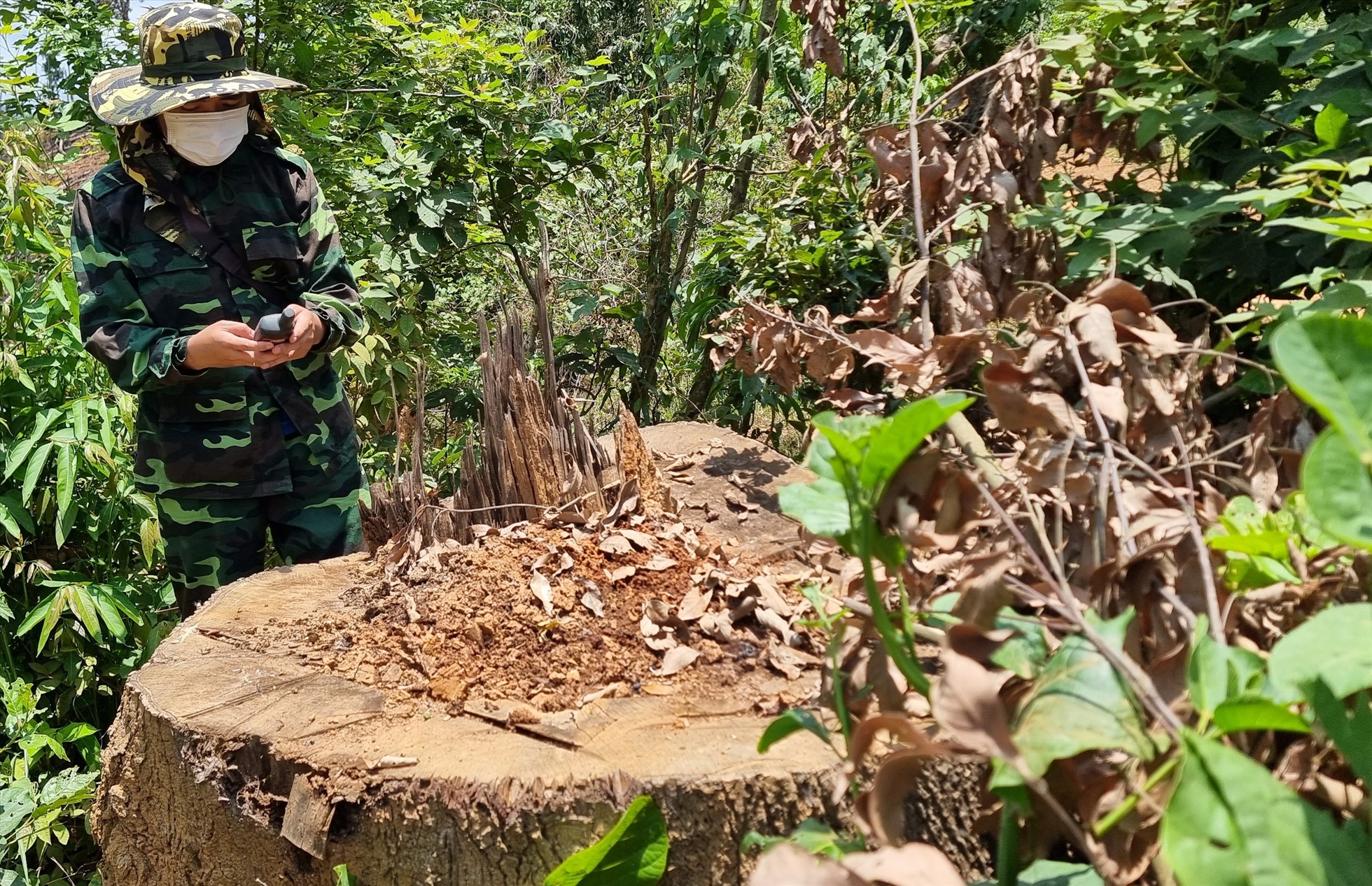 Cận cảnh hành vi ngang nhiên phá cây rừng tái sinh tự nhiên ở Quảng Trị