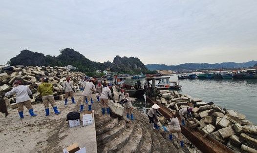 Toàn dân tham gia thu gom phao xốp trôi nổi trên vịnh Bái Tử Long, Vân Đồn. Ảnh: Nguyễn Hùng