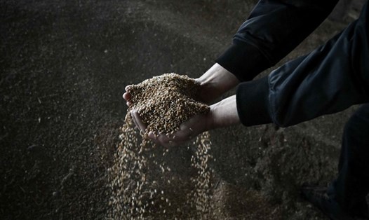 Nông dân Slovakia thiệt hại 200 triệu euro vì ngũ cốc giá rẻ từ Ukraina. Ảnh: AFP