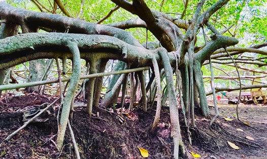 Hàng nghìn chiếc rễ gừa bám chặt vào lòng đất tạo nên thành lũy kiên cố vững chắc trải trên diện tích khoảng 4.000 m2. Ảnh: Diệu Mi