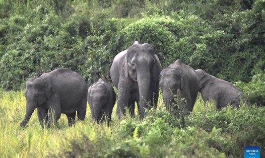 Đàn voi hoang dã ở bang Assam, phía đông bắc Ấn Độ. Ảnh: Xinhua
