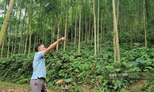 Anh Nịnh Văn Lìn (xã Tiến Bộ, Yên Sơn, Tuyên Quang) thu nhập cả trăm triệu đồng từ việc trồng và chế biến gỗ rừng. Ảnh: Văn tùng