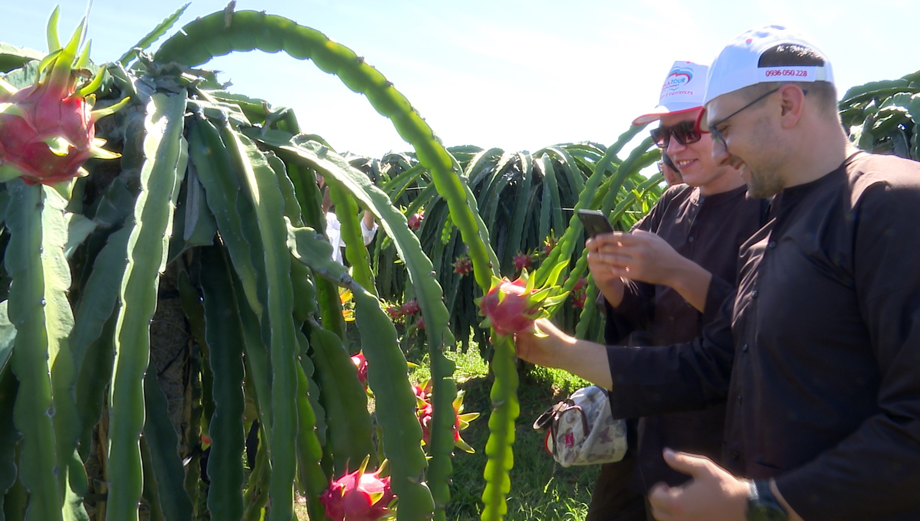 Du khách tham quan vườn thanh long Phú Mỹ tại Hàm Thuận Nam, Bình Thuận. Ảnh: Duy Tuấn