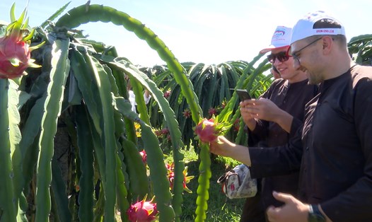 Du khách tham quan vườn thanh long Phú Mỹ tại Hàm Thuận Nam, Bình Thuận. Ảnh: Duy Tuấn