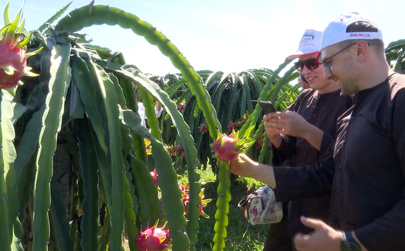 Du khách tham quan vườn thanh long Phú Mỹ tại Hàm Thuận Nam, Bình Thuận. Ảnh: Duy Tuấn