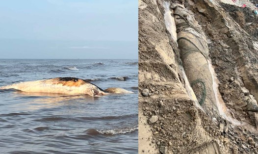 Phát hiện xác cá voi nặng trên 5 tấn dạt vào bờ biển Nam Định. Ảnh: Trần Phương