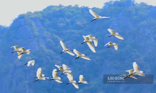 Đàn cò bay lượn trên vịnh Hạ Long khiến du khách thích thú. Ảnh: Đoàn Hưng