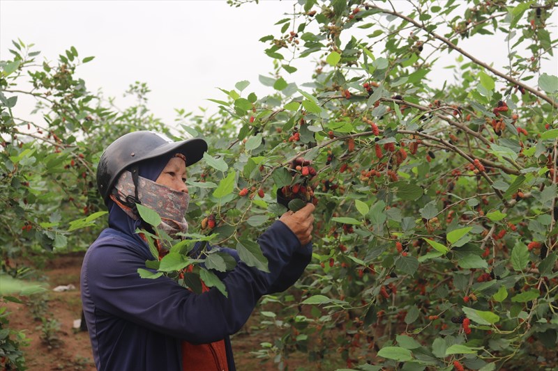 Nông dân trồng dâu tằm Hà Nội gặp khó trong việc tìm đầu ra cho sản phẩm
