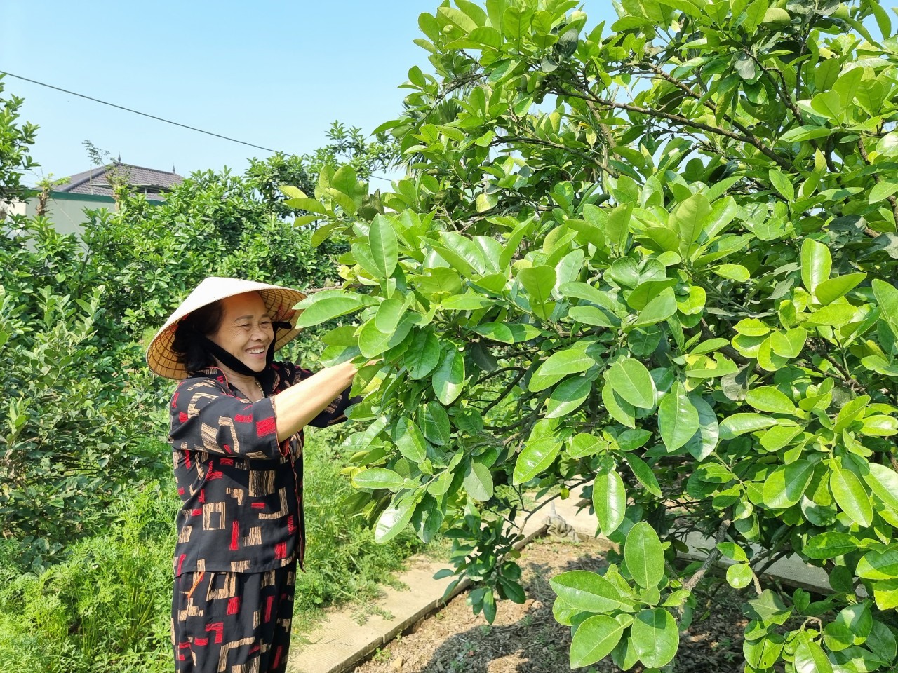 Vườn của bà Cao Thị Hợi (xóm Kim La, xã Nghi Long, huyện Nghi Lộc) đạt giải Nhất cuộc thi “Vườn chuẩn nông thôn mới đẹp” tỉnh Nghệ An năm 2023. Ảnh: Quang Đại