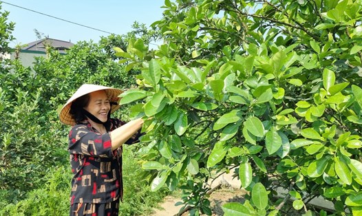Vườn của bà Cao Thị Hợi (xóm Kim La, xã Nghi Long, huyện Nghi Lộc) đạt giải Nhất cuộc thi “Vườn chuẩn nông thôn mới đẹp” tỉnh Nghệ An năm 2023. Ảnh: Quang Đại