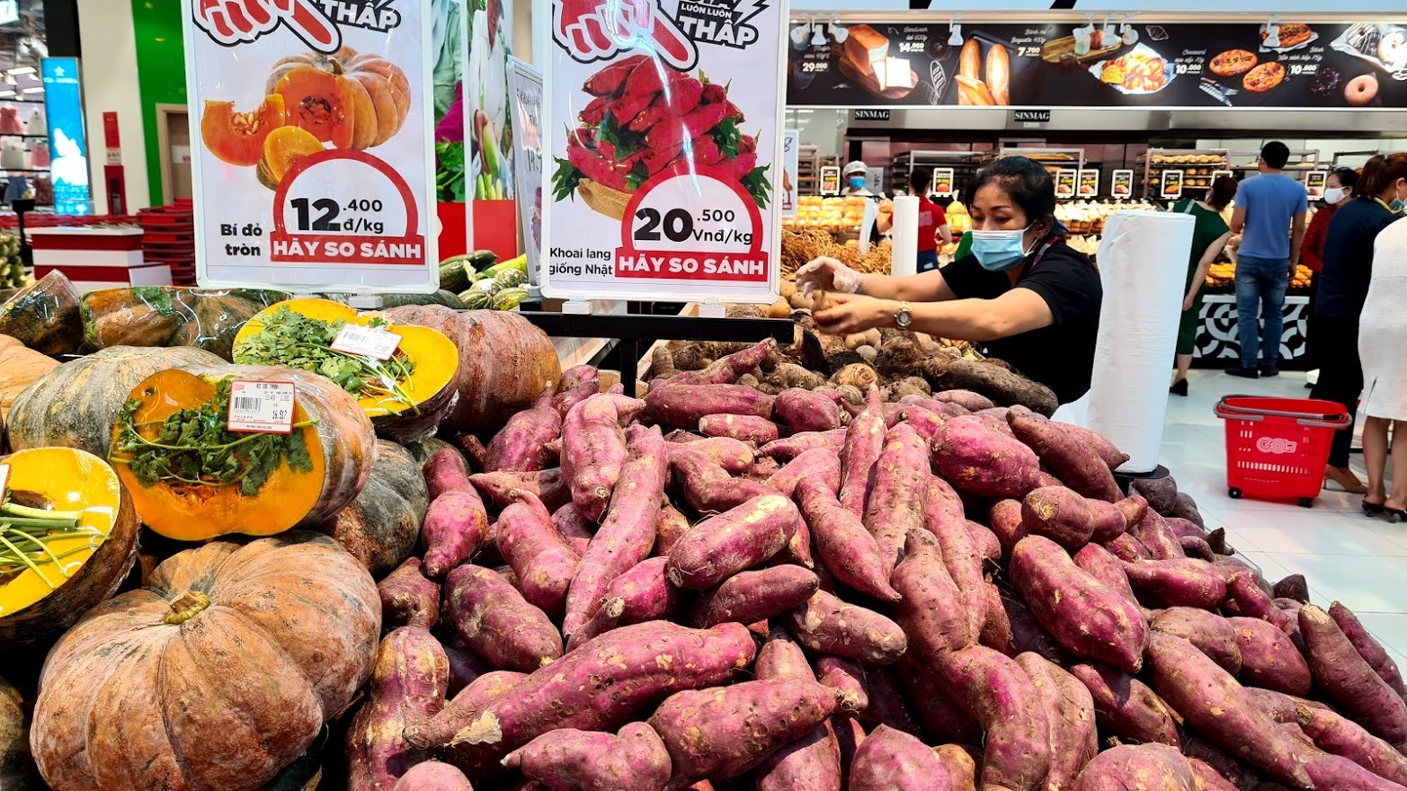 Thêm nhiều cơ sở đóng gói và vùng trồng khoai lang được cấp phép xuất khẩu sang Trung Quốc. Ảnh: Vũ Long