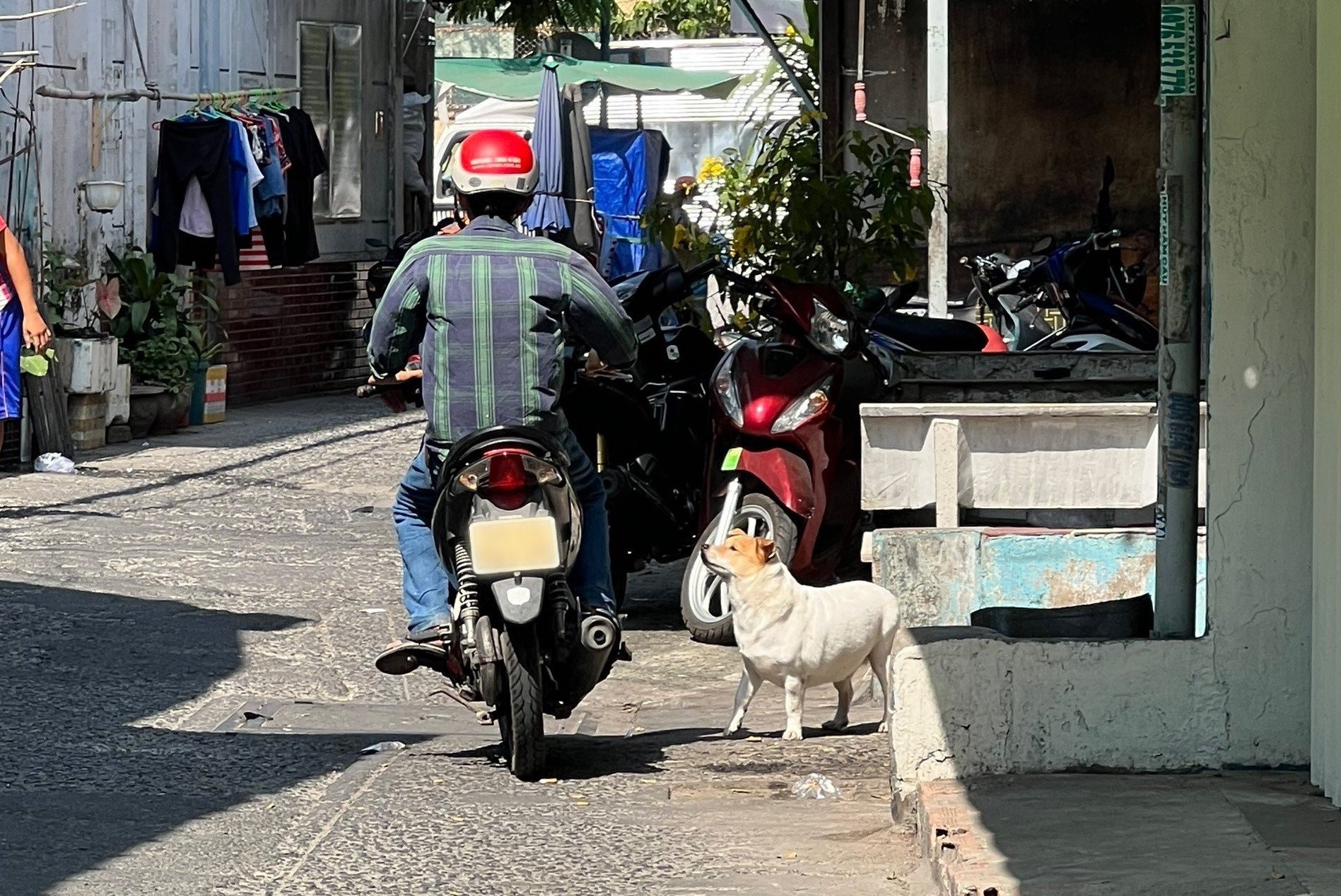 Tái diễn tình trạng chó thả rông, không rọ mõm tại Hà Nội