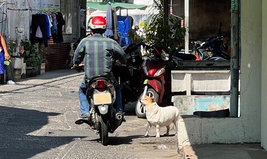 Chó thả rông, không rọ mõm, không người trông giữ xuất hiện khắp nơi ở TP Hồ Chí Minh. Ảnh: Như Quỳnh