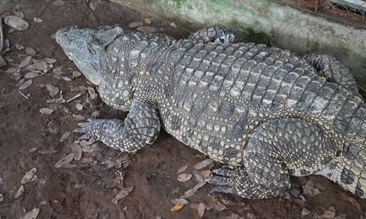 Con cá sấu hơn 40 tuổi, nặng trên 200 kg ở Khu bảo tồn Lung Ngọc Hoàng (Hậu Giang)