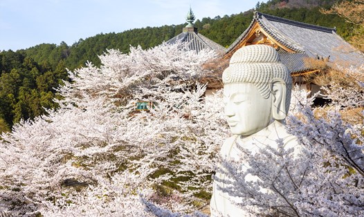 Sắc hoa xuân bên tượng Phật trong đền Tsubosaka-dera, ngôi đền xây dựng vào khoảng năm 717 trên ngọn núi Tsubosaka, thành phố Nara, Nhật Bản.