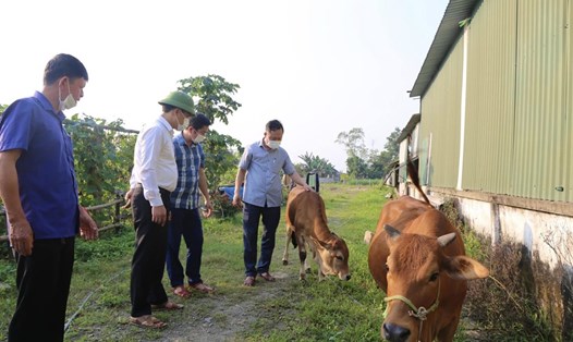 Lãnh đạo UBND huyện Thạch Hà kiểm tra công tác chăm sóc cho đàn bò bị mắc bệnh viêm da nổi cục ở địa phương này. Ảnh: Thạch Hà.