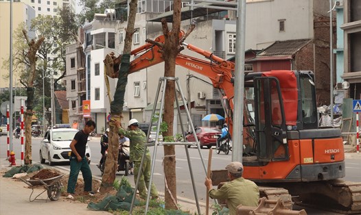 Nhóm công nhân trồng lại cây xanh trên đường Huỳnh Thúc Kháng kéo dài. Ảnh: Hoa Lệ