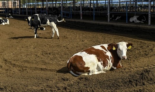 Hệ thống tiêu hóa của động vật nhai lại như bò có thể tạo ra khí metan. Ảnh: Xinhua