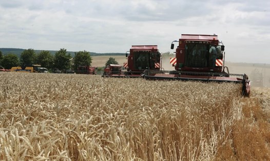 Cánh đồng lúa mì ở bang Vinnitsa, miền tây Ukraina. Ảnh: Tân Hoa Xã
