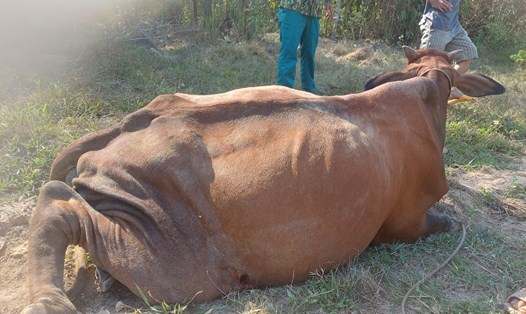 Một con bò bị thương do voi rừng tấn công tại hiện trường. Ảnh: Hà Anh Chiến