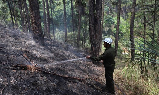 Khoảng 10 ha rừng thông nhiều năm tuổi ở TP Đà Lạt bị cháy đen. Ảnh: Hữu Long