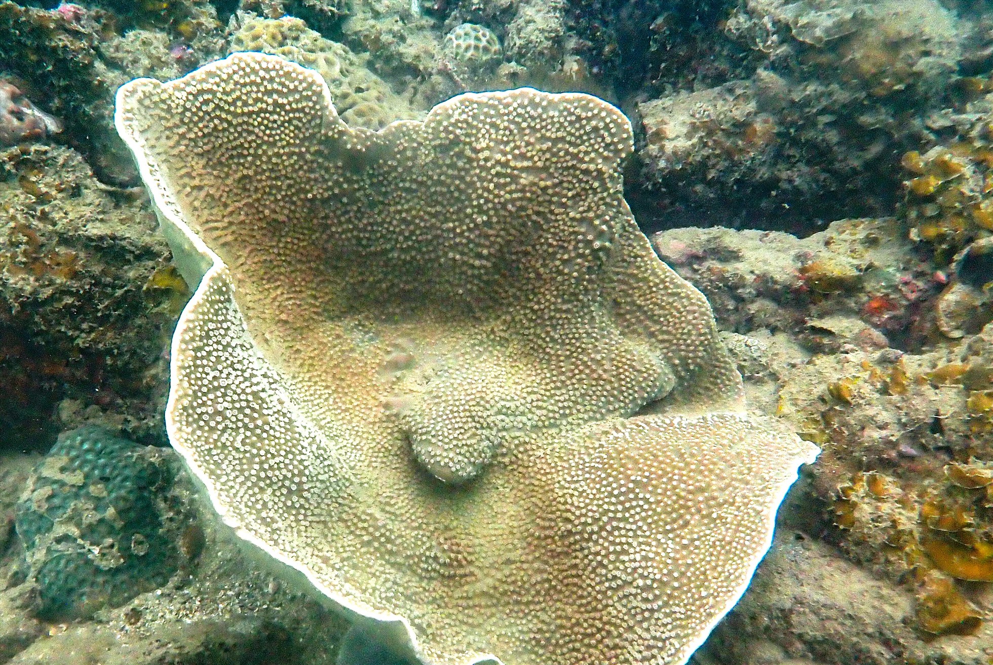 Lặn ngắm san hô - trải nghiệm mới cho du khách đến Cô Tô