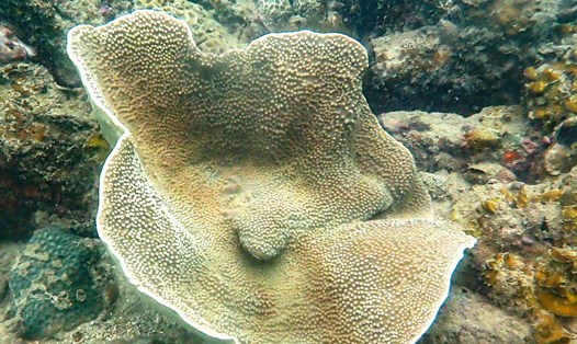 Một rạn san hô tại Cô Tô. Ảnh: Đoàn Hưng